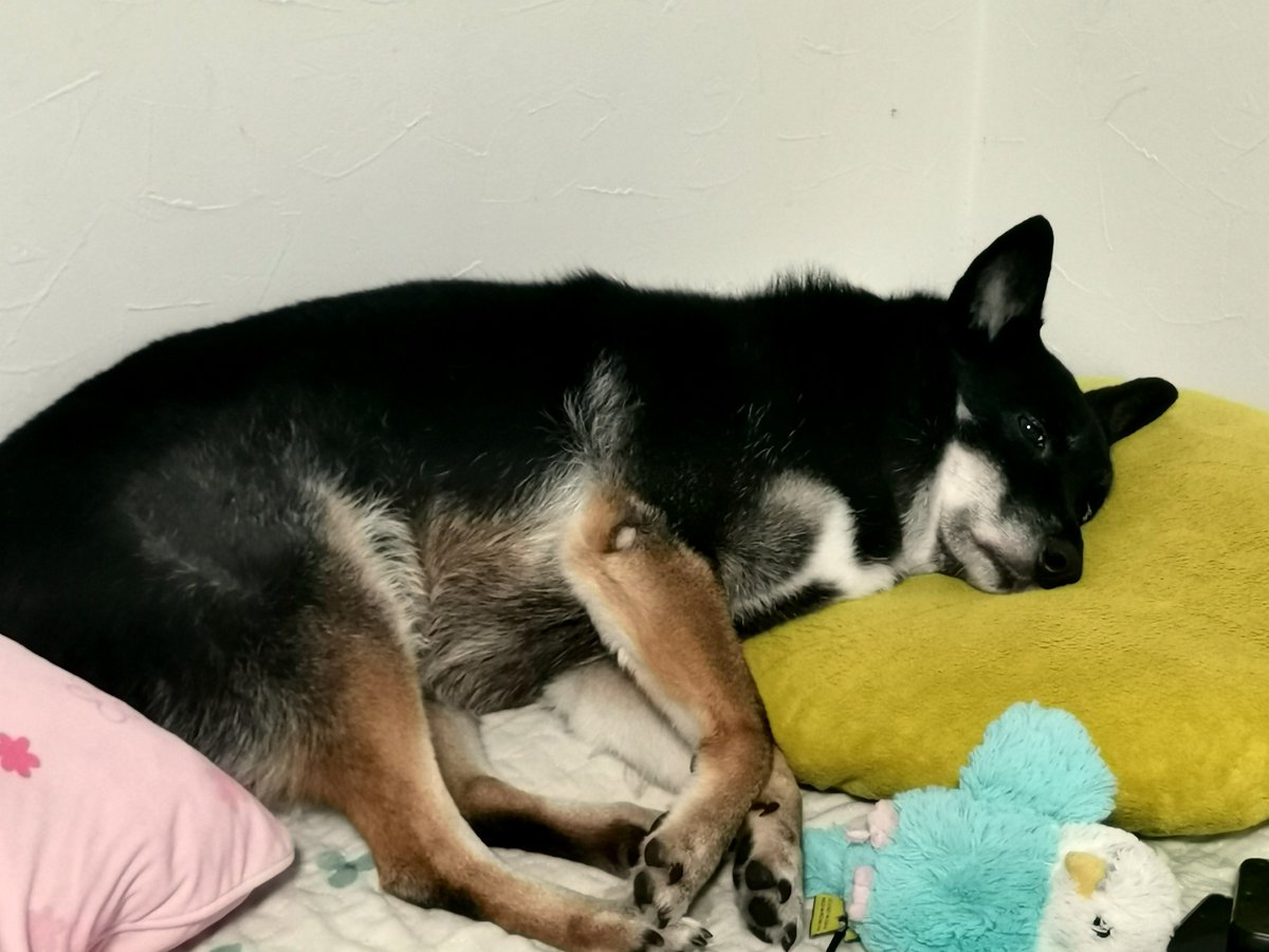 naosyan09's tweet photo. これは、
眠たいのに話しかけないで欲しいのよね、という感じの
りおです。

ヒジがハゲています。 https://t.co/TJvJYd5B3G