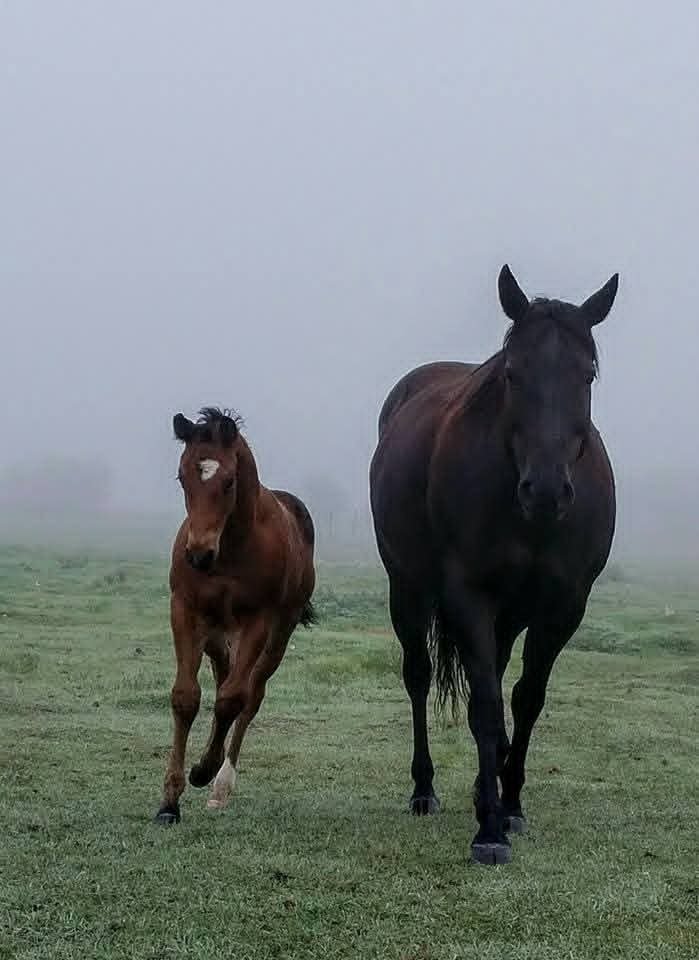 JBMEquiFarms's tweet photo. Can't forget the momma of this Champion ๐
Adding his newest accomplishment to her name is as important as it is adding it to his.
The Dam line is often overlooked by people.
Congrats Momma-bear your little man #Eddy is a champion again.
Velvet-AQHA #BoonBarsCoin https://t.co/QLVf6HzLAi