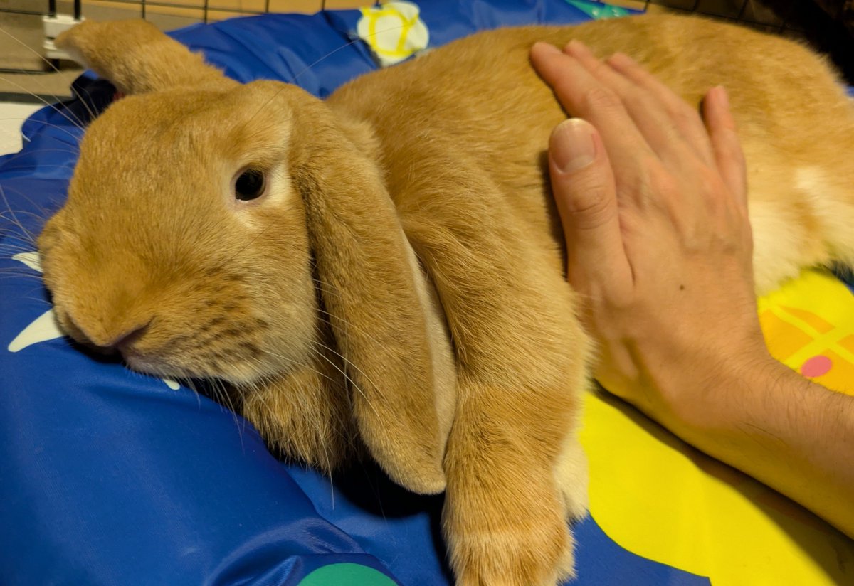 cyami211's tweet photo. ただいまうさぎ🐰😪
のんびりうさぎ🐇💤 https://t.co/UbuSVNIX71