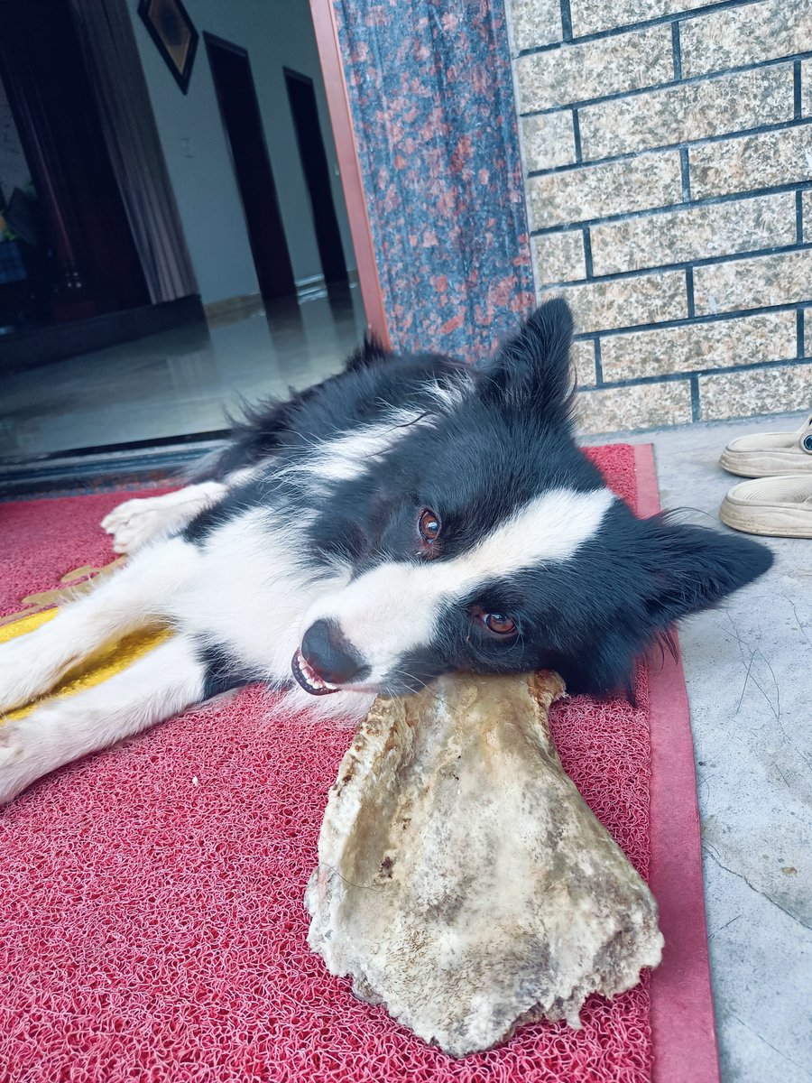 RoryHepler's tweet photo. Mi cachorro crece cada día, hoy ya trae su primer hueso roído ， https://t.co/wKwpRBtiww