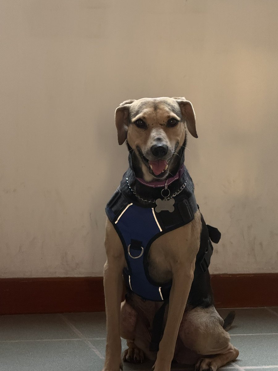 marianaaart's tweet photo. Ángeles (en adopción) update:

es una perrita tranquilísima y con destellitos de alegría, le gustan mucho las patitas de poio y el pulmón de res. se sube a la cama si la dejas, se te queda viendo con sonrisas y rodea todos los árboles que se encuentra.

preguñten por ella 🧡 https://t.co/bYHYTo9amO