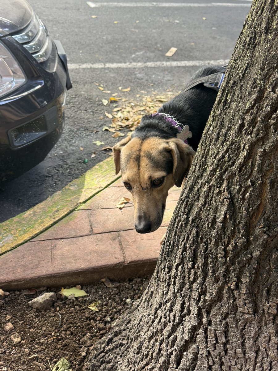 marianaaart's tweet photo. Ángeles (en adopción) update:

es una perrita tranquilísima y con destellitos de alegría, le gustan mucho las patitas de poio y el pulmón de res. se sube a la cama si la dejas, se te queda viendo con sonrisas y rodea todos los árboles que se encuentra.

preguñten por ella 🧡 https://t.co/bYHYTo9amO