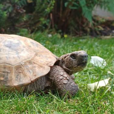 AlbertTortoise's tweet photo. Still pretty warm. This is #ALBERTthetortoise reporting a good day for #admin. HE has #school, #bookshop, #library visits for our #newbook. Lots to arrange. Fortunately HE has me to help organise. Hope the week is treating you well. #TakeCare https://t.co/PLbYq3kw0y
#tortoise https://t.co/xPtfD0RsMU