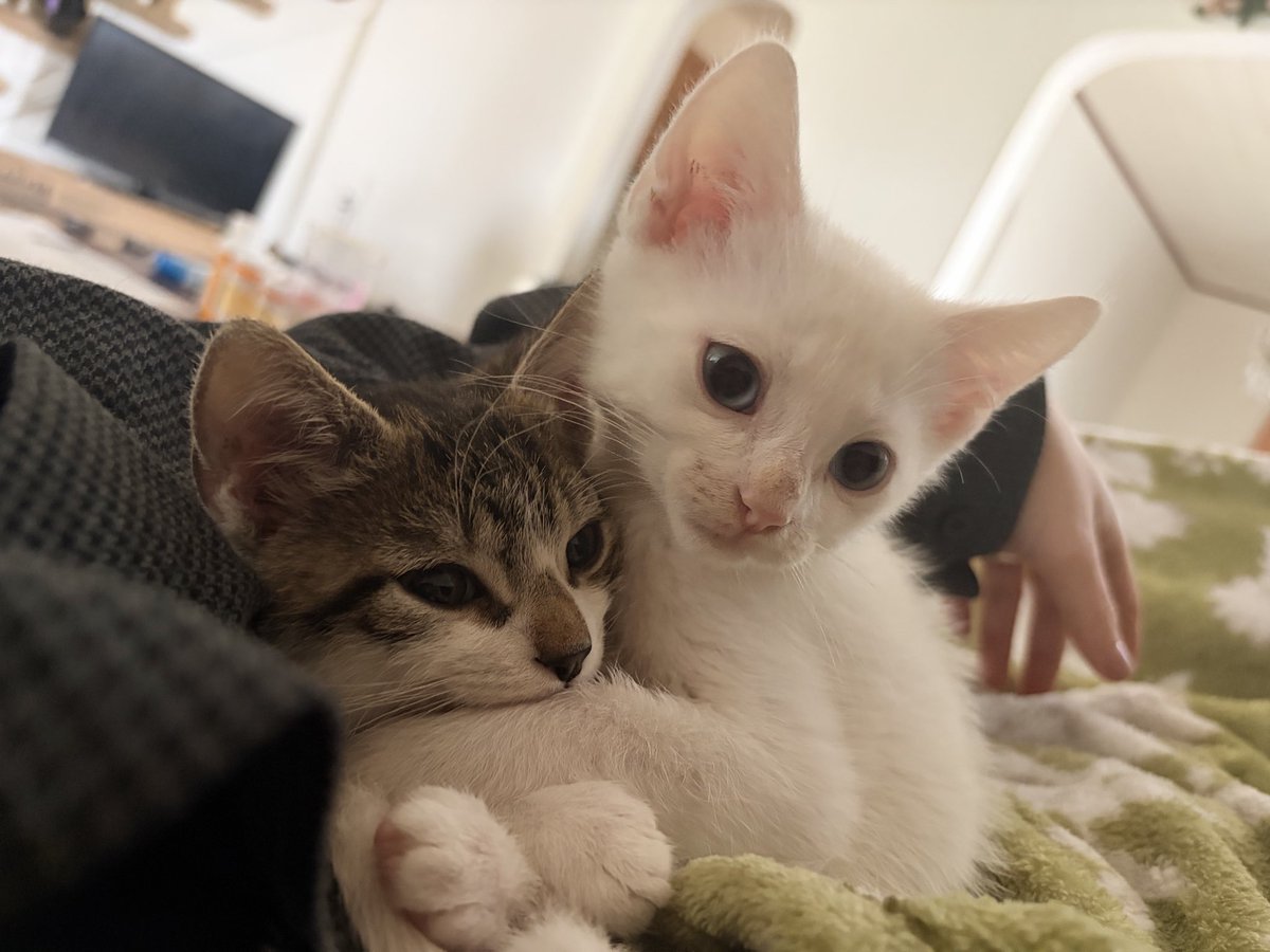 fatherstink's tweet photo. Threw up at work from stress and lack of sleep but it’s okay I come home to this https://t.co/f2tuEtwlm8