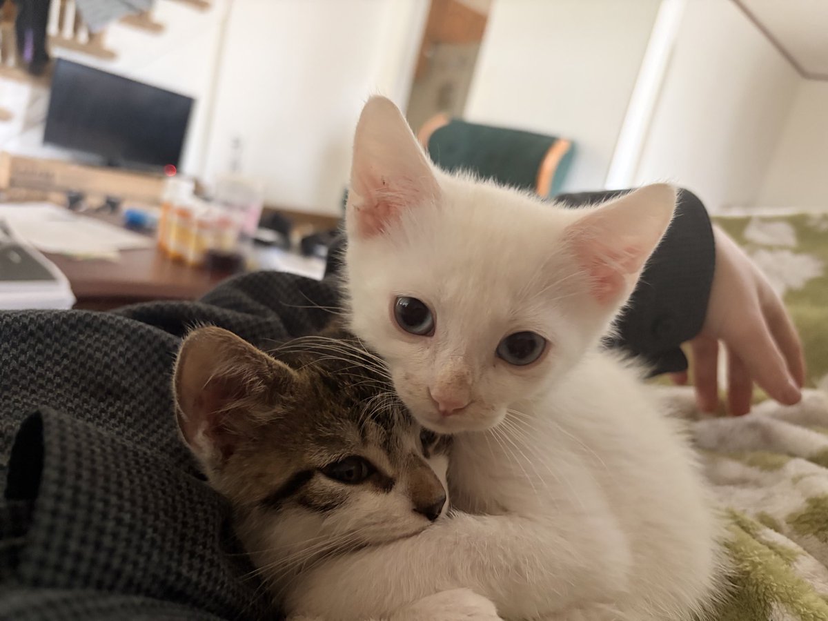 fatherstink's tweet photo. Threw up at work from stress and lack of sleep but it’s okay I come home to this https://t.co/f2tuEtwlm8