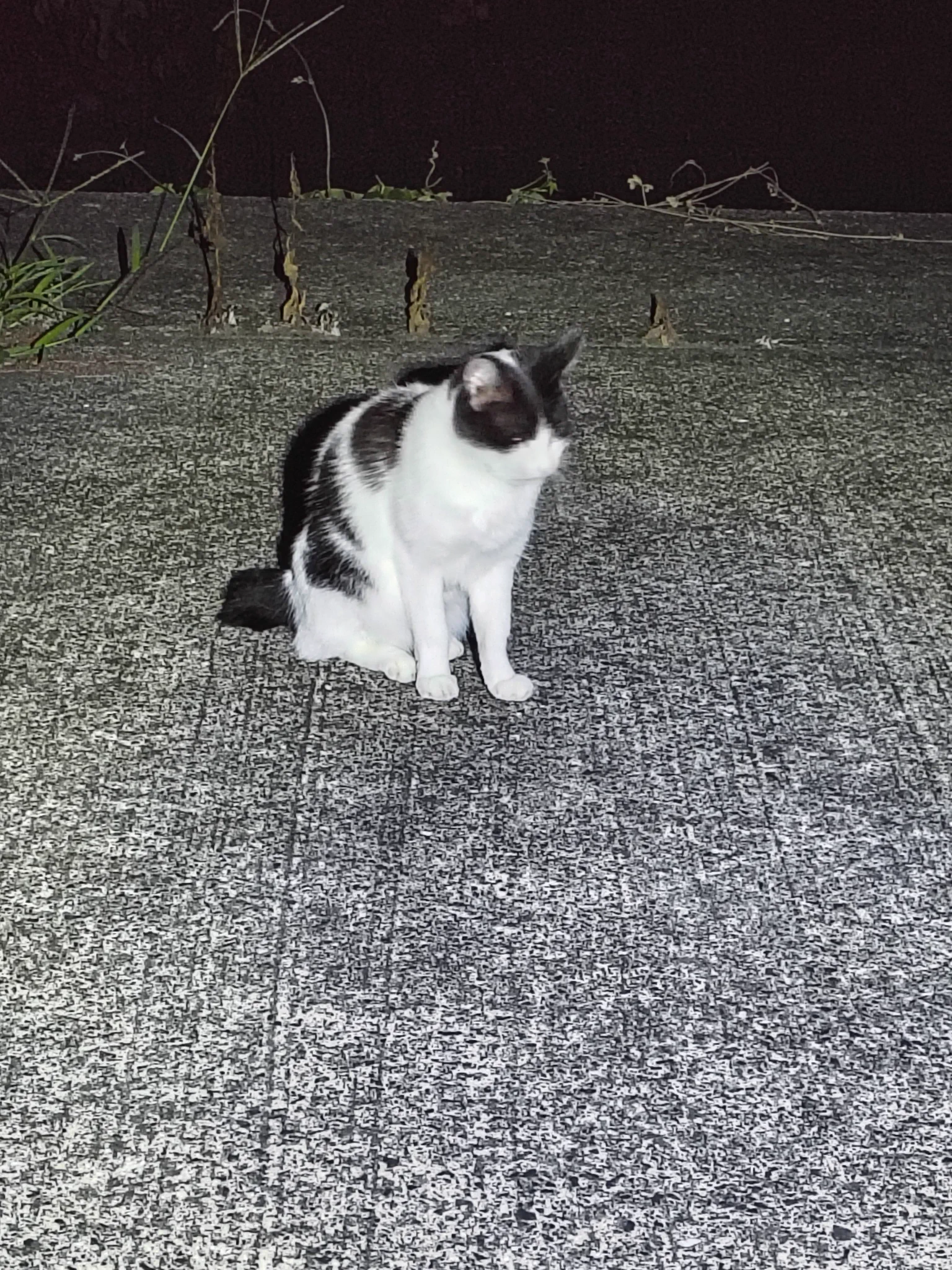 のらねこ珈琲 on X / X