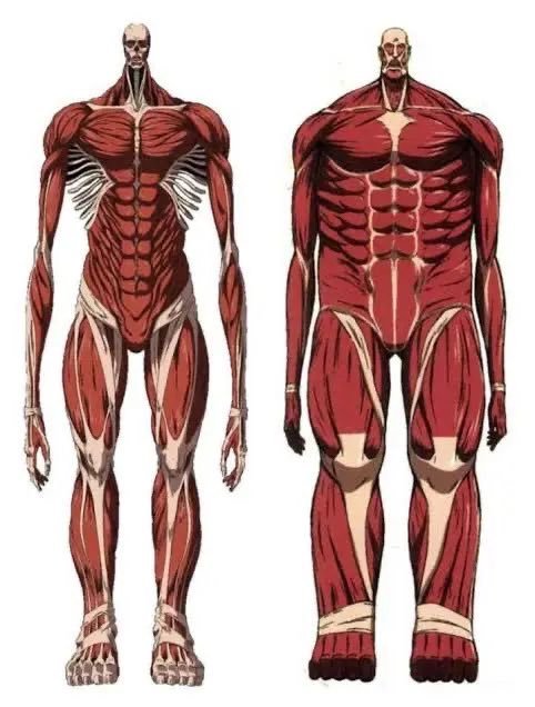 MarleyNews_'s tweet photo. 🚨Discourse erupts over whose colossal titan body is "tea" — Bertholdt Hoover or Armin Arlert. What do you think? https://t.co/RSzi0yJG7j