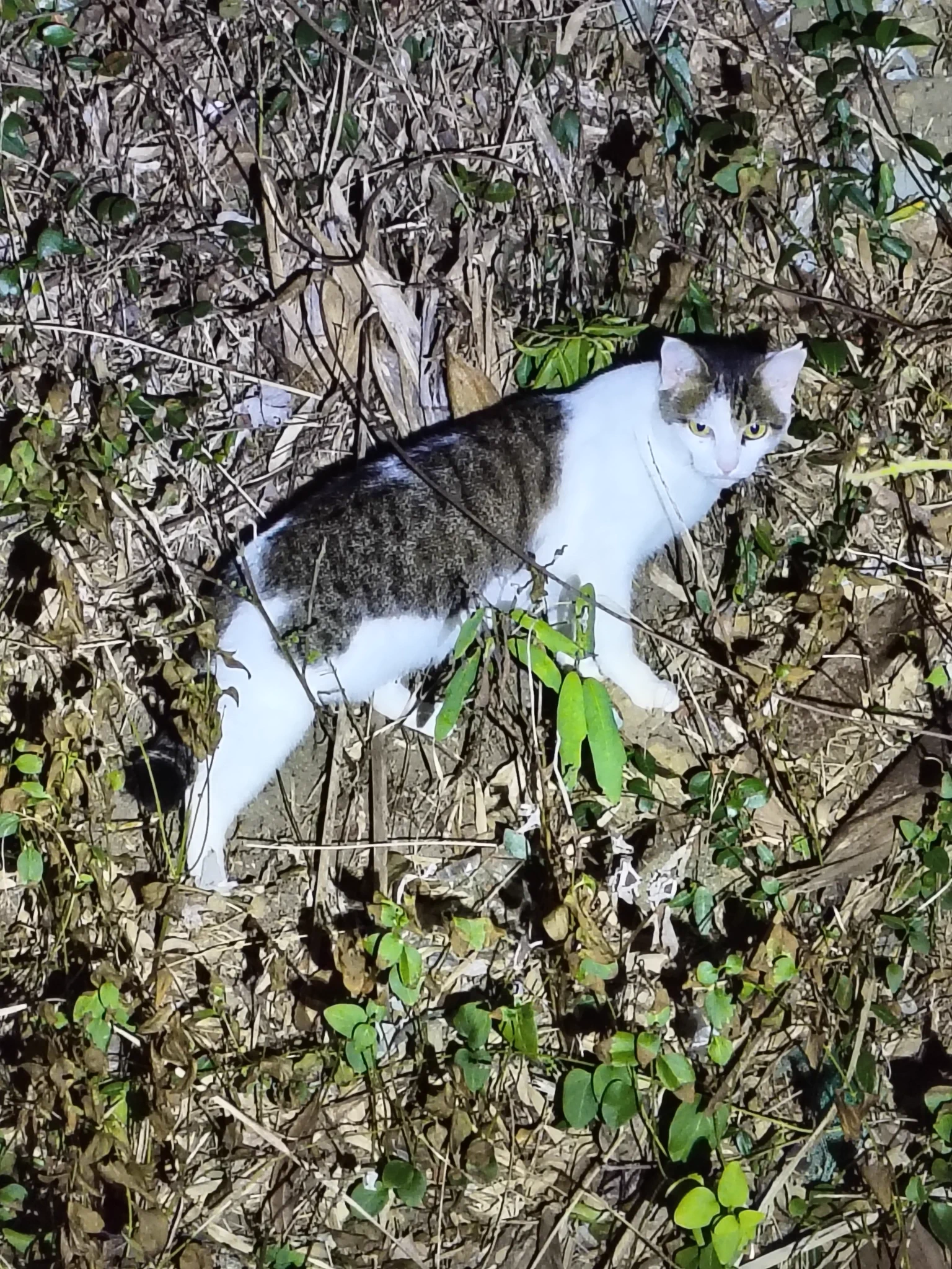 のらねこ珈琲 on X / X
