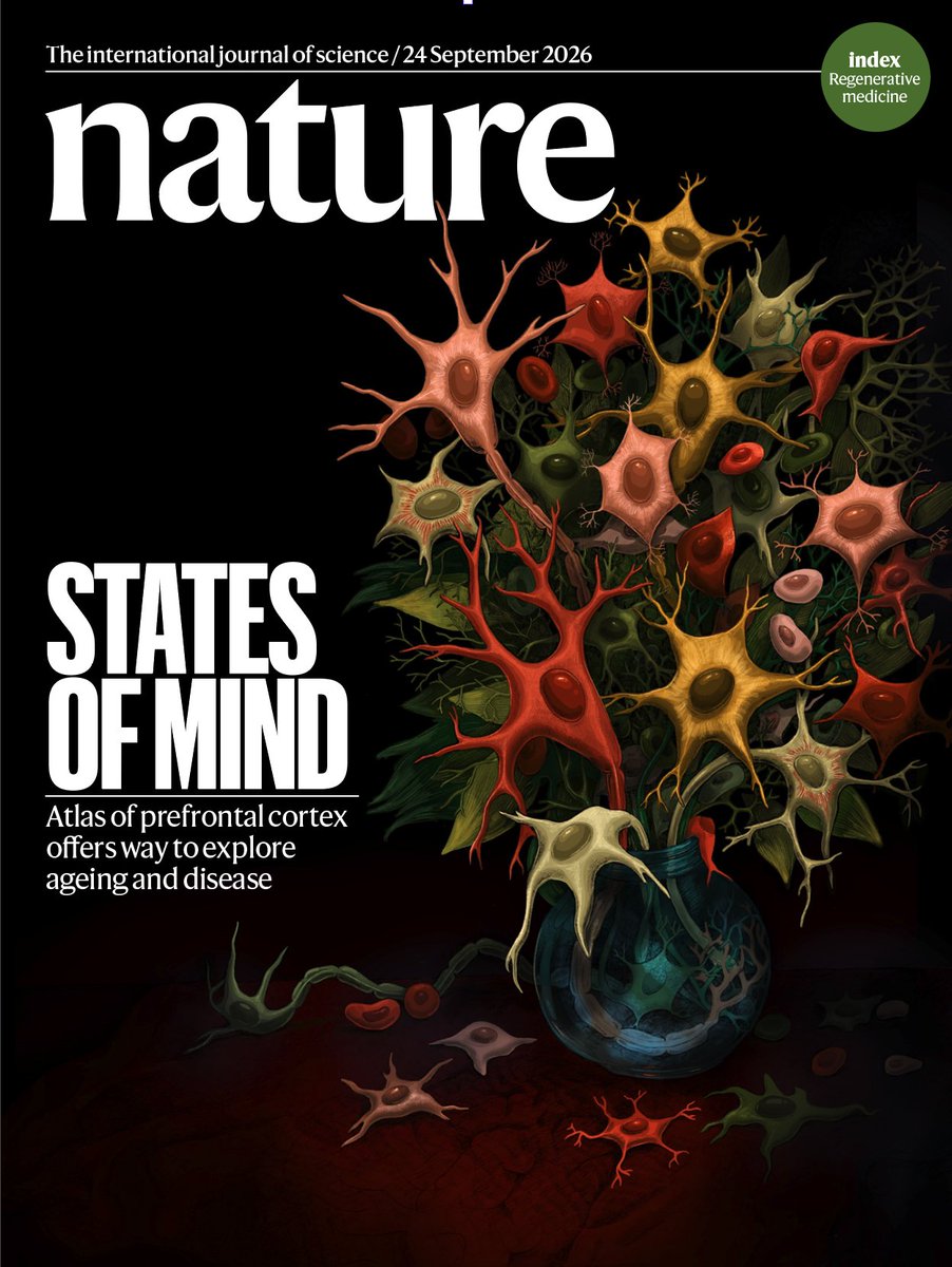 CDNeurogenomics's tweet photo. Today we're publishing nine #PsychAD papers across @NaturePortfolio journals, mapping 6.3M+ brain cells to study aging, disease, genetic regulation and new computational methods. Explore the PsychAD collection: https://t.co/ztlMTF1mkg Learn more: https://t.co/rKxEXip3Nd https://t.co/dHukFueupM
