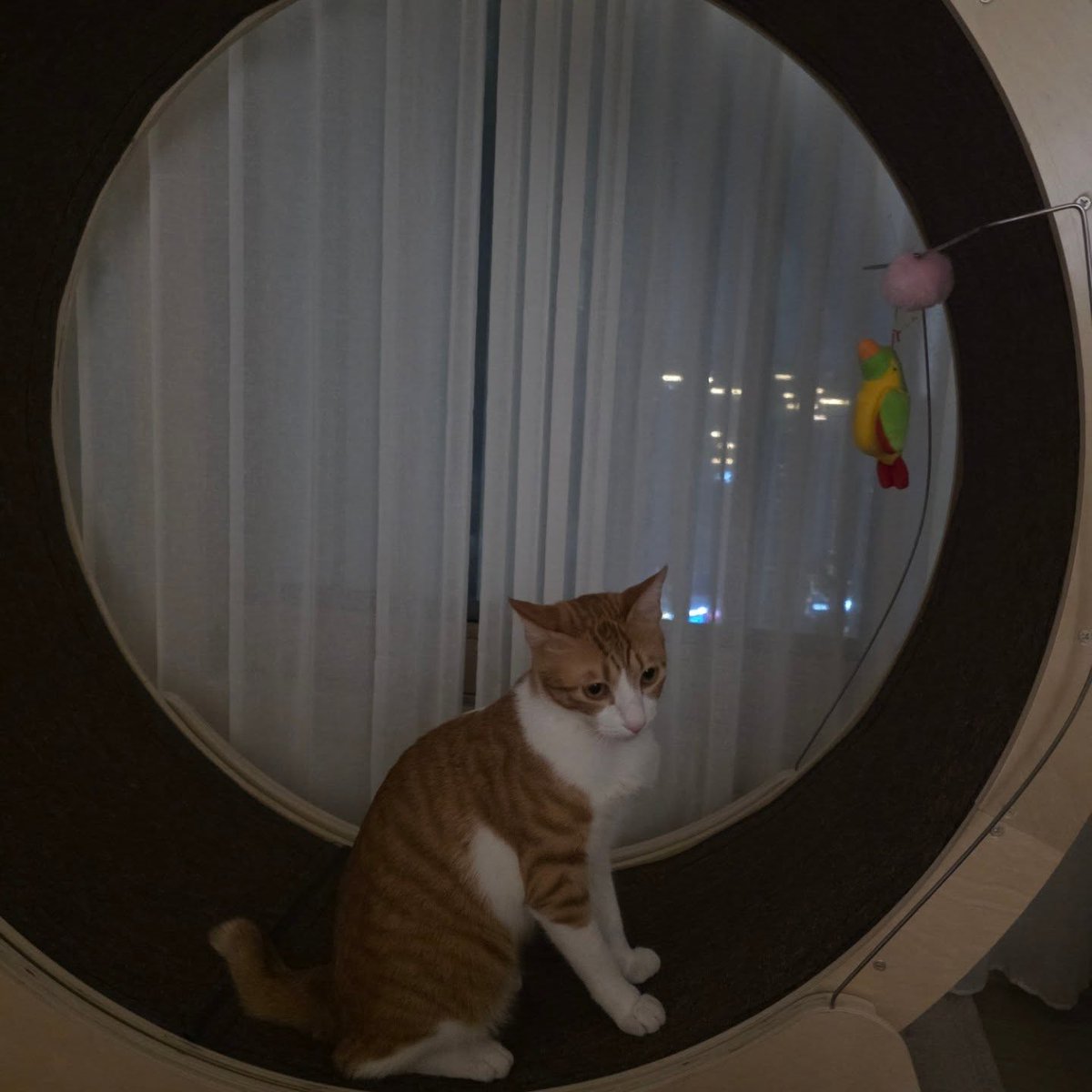 ElizSarrell's tweet photo. I have cats, hehe. I want to photograph all three together, but it’s so difficult. https://t.co/mKwIswlY95