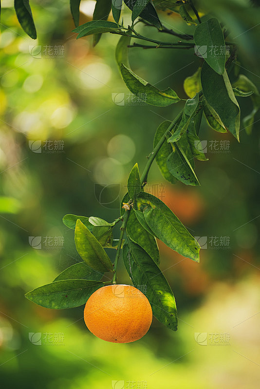 zain_zz501gmail's tweet photo. [掏]出手机时撞见阳光落在玻璃上，灿得晃眼，想起刚才买瓜老板递来的沙瓤甜得凑上鼻的瓜香 https://t.co/9YiLiGo29c