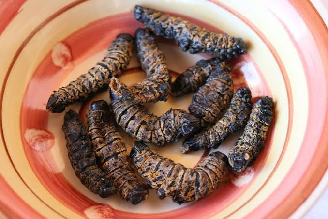 mcmxcix_sa's tweet photo. @fundi_connect Matomani, which celebrate my deep connection to Southern African culinary traditions and the sustainable harvest of Mopane worms. Matomani honors a lifestyle that respects the natural environment, local rural economies, and traditional Tsonga cuisine. #FundiConnect #HeritageMonth https://t.co/9jk8kpGMm7
