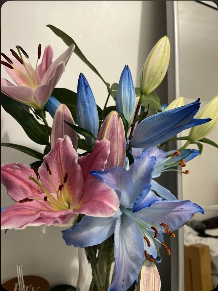 dreamyflowerrs's tweet photo. lily https://t.co/udv61wW6p4