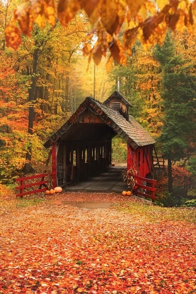 HannahofYore's tweet photo. Grateful for the Creator's artwork today. 🍁 🍂 https://t.co/Td88nCJp7u