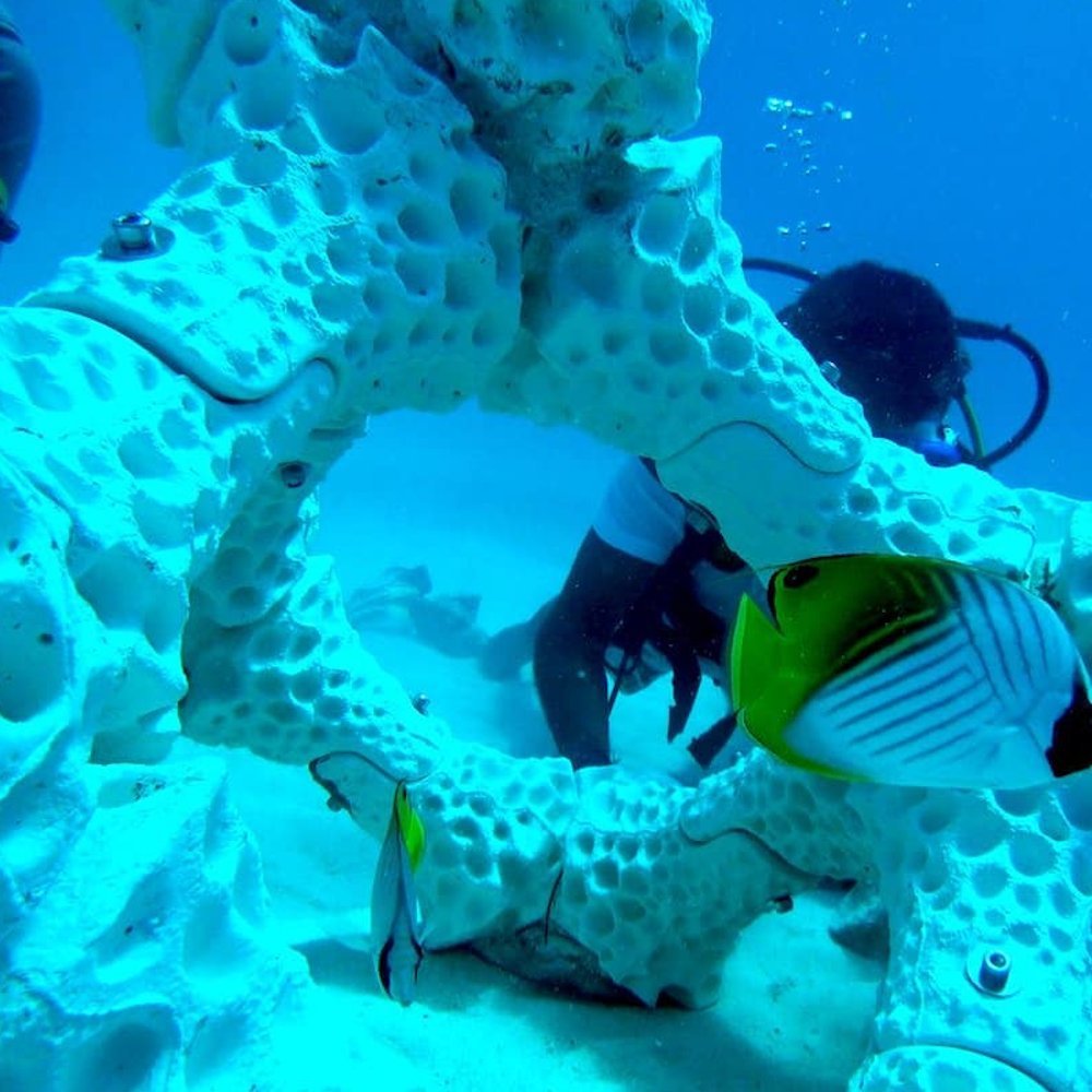Naturegir360's tweet photo. Scientists Are Using 3D-Printed Reefs to Help Damaged Coral Recover

Scientists from Ireland and France are deploying 3D-printed artificial reefs to help restore cold-water coral habitats damaged by historical bottom trawling https://t.co/HzNgszmKnM