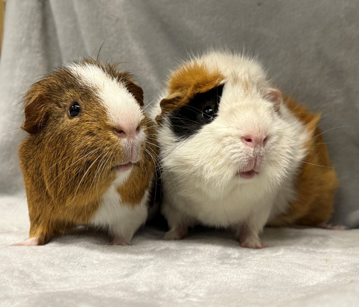 Raystede's tweet photo. Join us on Saturday 17 October, from 10am - 4pm, for All About Guinea Pigs Day.

Whether you're a guinea pig owner, considering adoption, or would like to learn more, come along and discover how to give guinea pigs a happy, healthy life.

Find out more: https://t.co/JT1C8rpADN https://t.co/X0hQdvM8p8