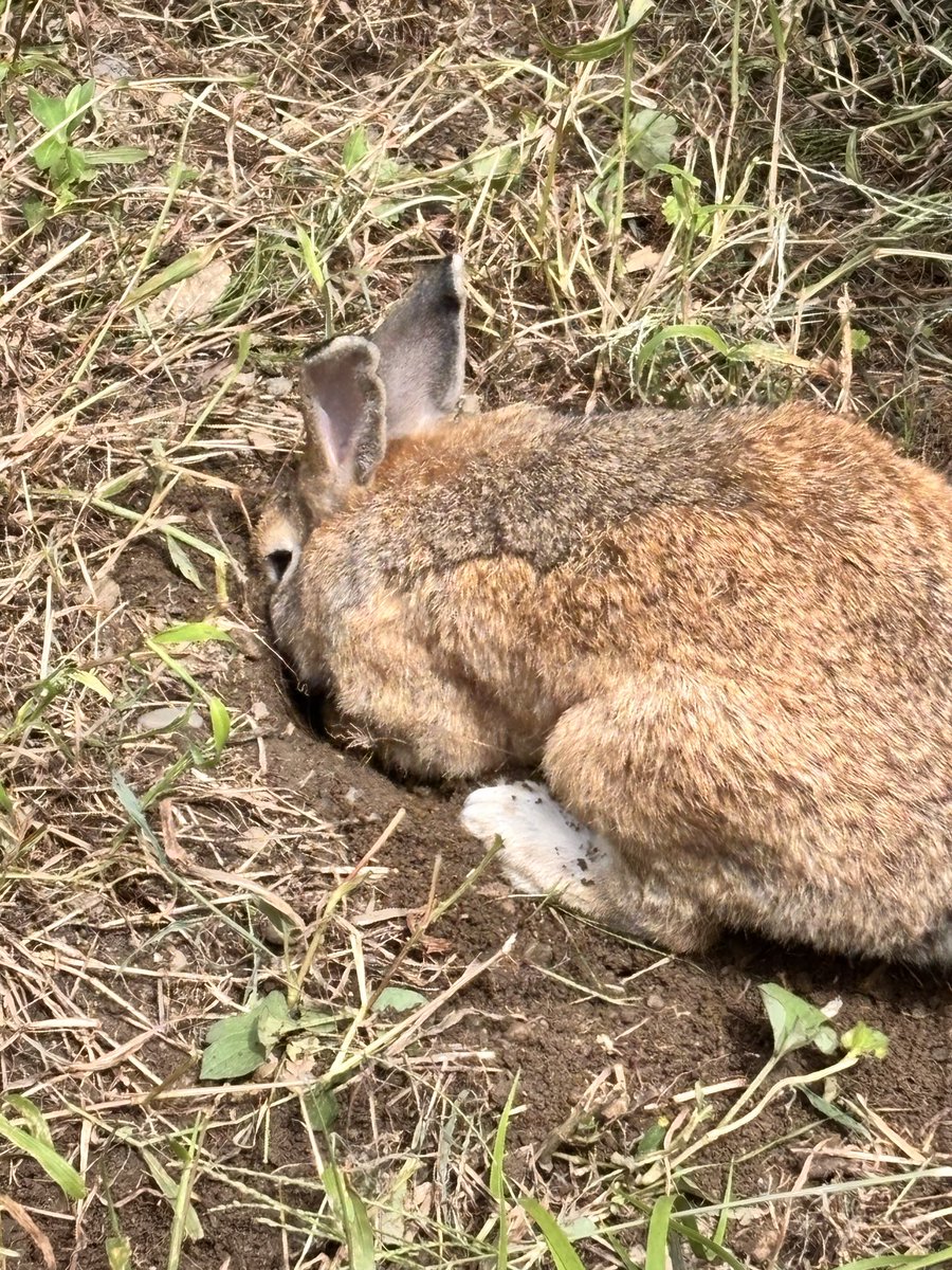 URrikuc's tweet photo. 野良すぎるしなんかぶちゃくね？ https://t.co/SEjZ7rcBmi