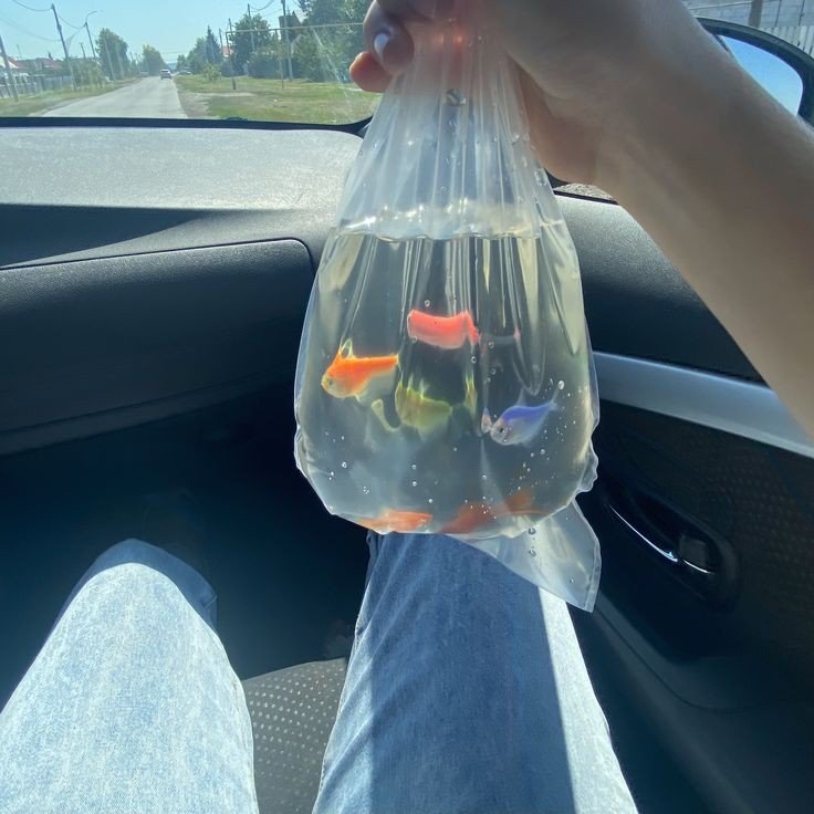 elyradream's tweet photo. 🐠  🐟 https://t.co/80UxfCe0dL
