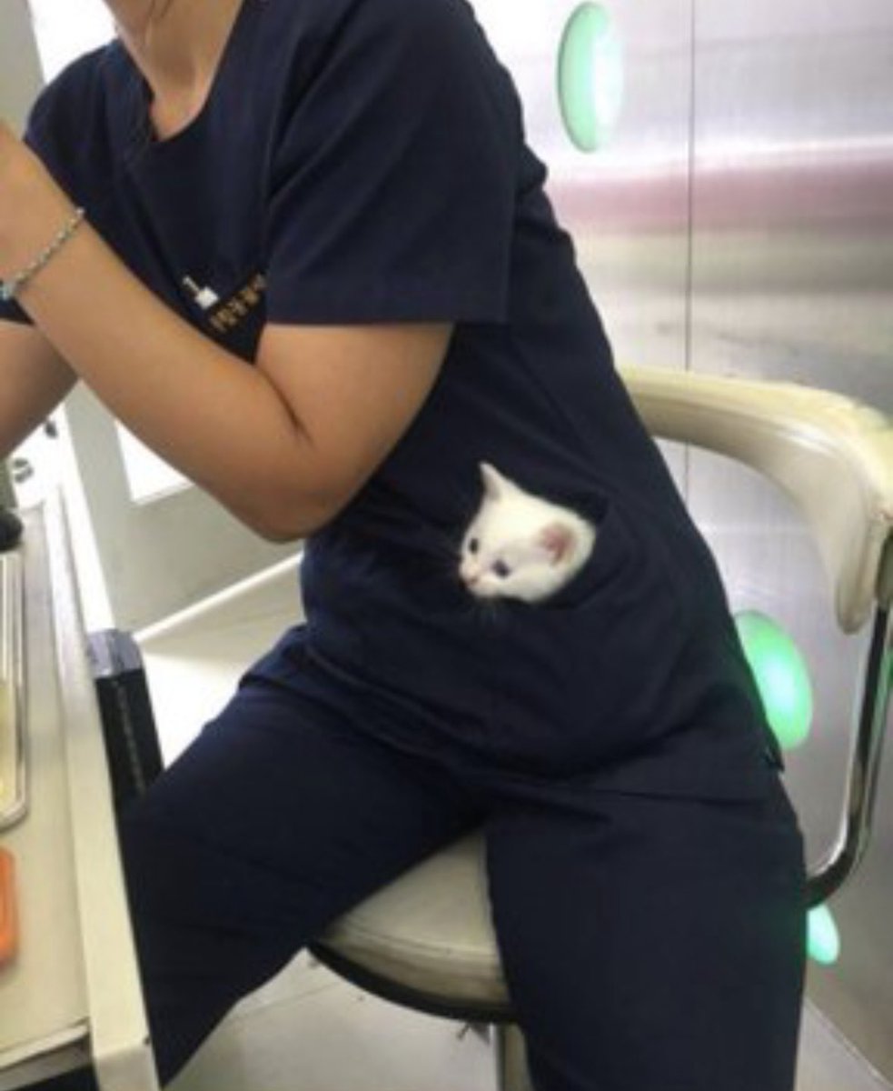 Take_Meow_Hand's tweet photo. pocket kitty https://t.co/iUA5X3QaJv
