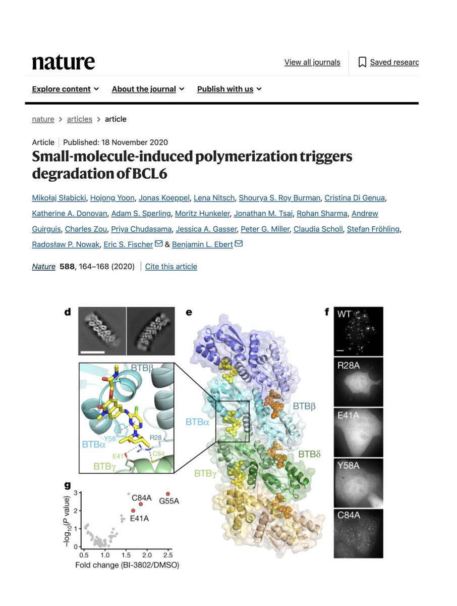 slavov_n's tweet photo. A small molecule turns an onco-protein into a polymer and thereby triggers its destruction.

This striking route to targeted protein degradation is exemplified by BI-3802. It binds transcription factor B cell lymphoma 6 (BCL6) and induces its reversible assembly into filaments. The resulting supramolecular structure promotes ubiquitination by the SIAH1 E3 ligase and proteasomal degradation of BCL6. Cryo-EM revealed how the drug becomes part of the protein–protein interface that drives polymerization.

1/