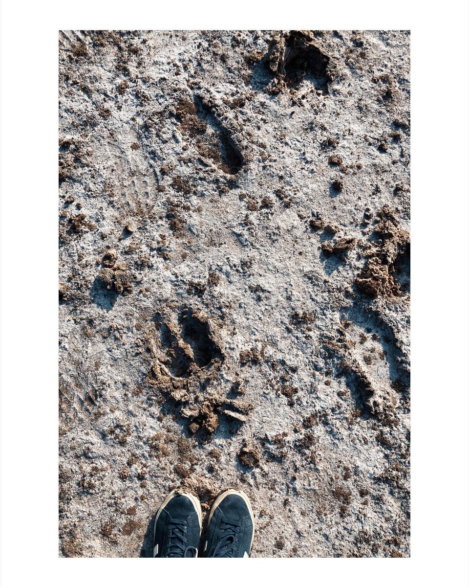 LyndonLuntad's tweet photo. Gujarat Day 5. An early-morning drive through the Little Rann of Kutch revealed salt pans, abundant birds, and wild asses. After some stitching time, we visited a Rabari village and admired beautiful local handwork. A small purchase may have been https://t.co/GlqNW50uiL