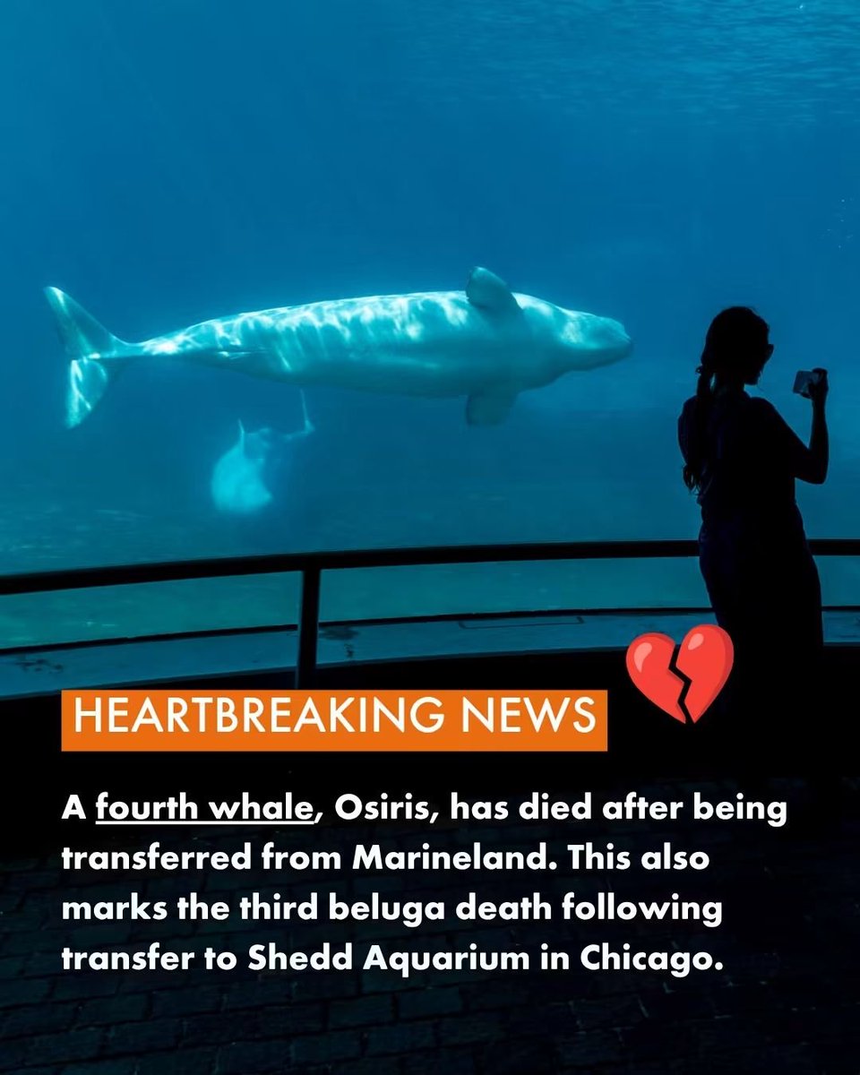 casi82963's tweet photo. #4 🤬 #SheddAquarium SUCKS! 
#CAPTIVITYKILLS https://t.co/Nt80waHFOD
