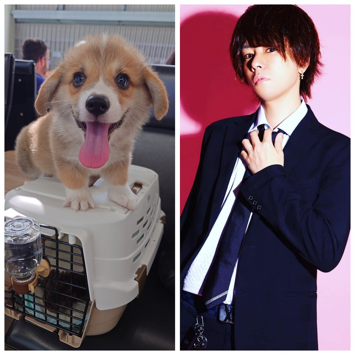 a_kaede1016sub's tweet photo. チビ生後2-3ヶ月
コーギー part2 https://t.co/HHdHdiwmTQ
