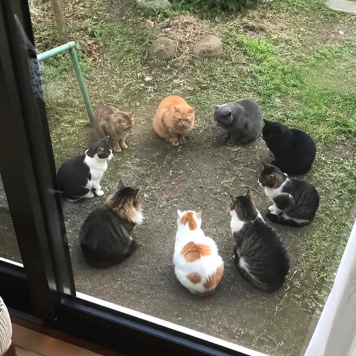 nerdyverz's tweet photo. cat meeting https://t.co/0Su0FOwfir