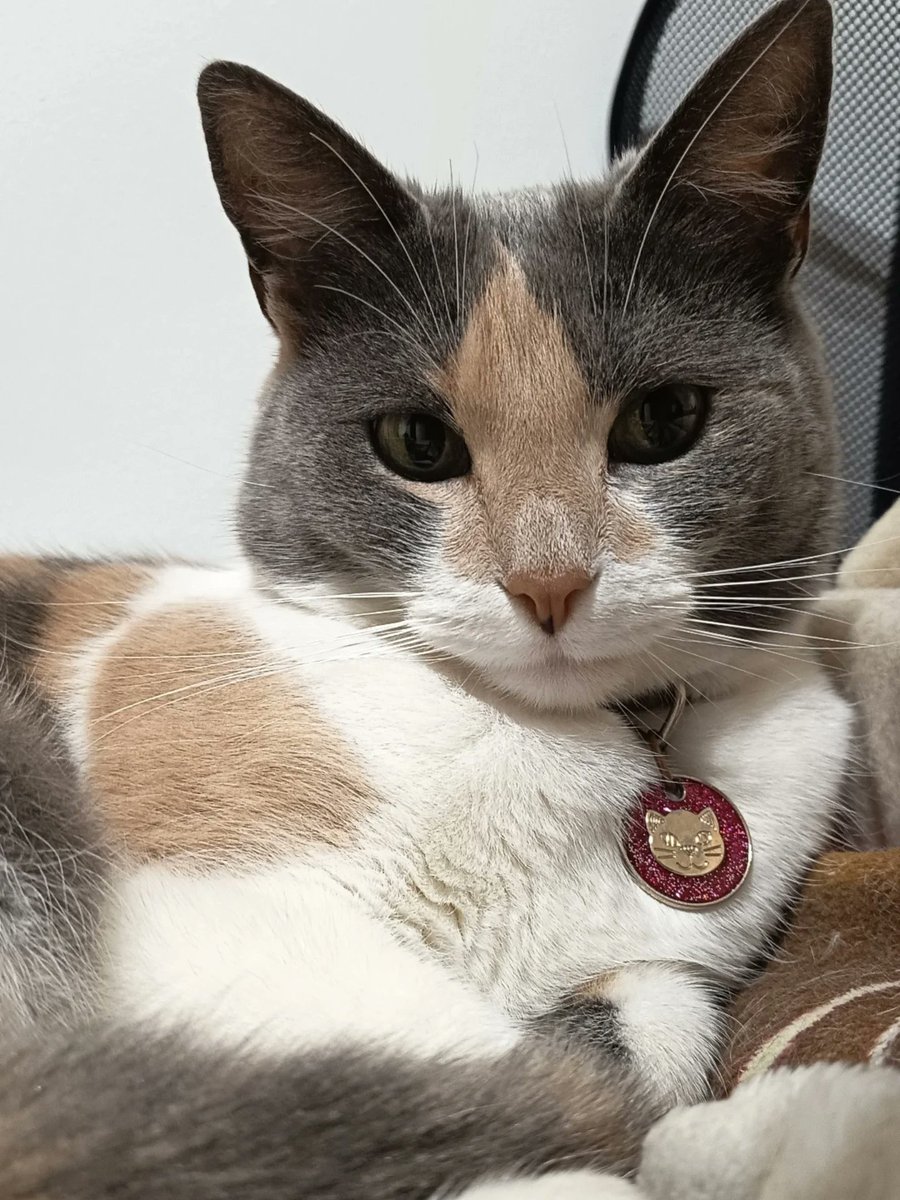 KristelTorj9b's tweet photo. Cats are adorable. https://t.co/kgkaBdwYgK