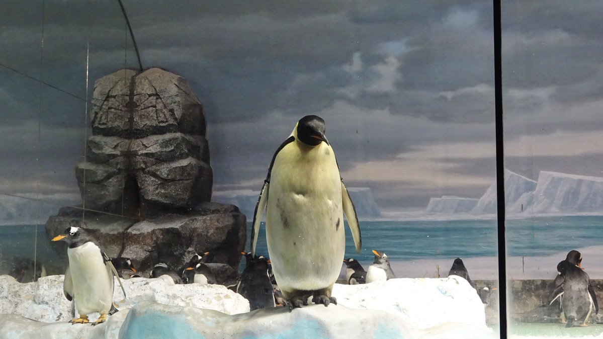 oinagoya's tweet photo. 名古屋港水族館のコウテイペンギンを観察しに、名古屋においでよ。

日本で2箇所しか見られない、世界最大のペンギンだよ～ https://t.co/NiTEKNufUh