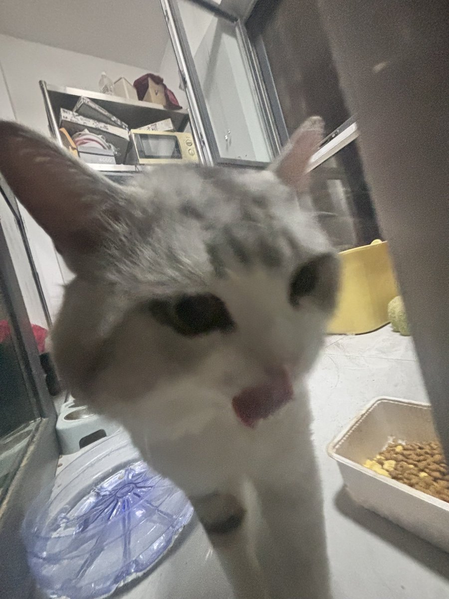 Sone6ywu's tweet photo. @MomokoOoum 一大波猫头来袭……（这个入终于回我了 https://t.co/ghi2PnPpPL