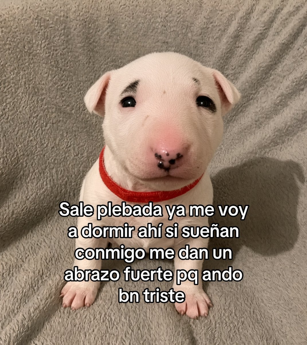 MundoDeBigotes's tweet photo. Porfis https://t.co/d0VT8QWvoi