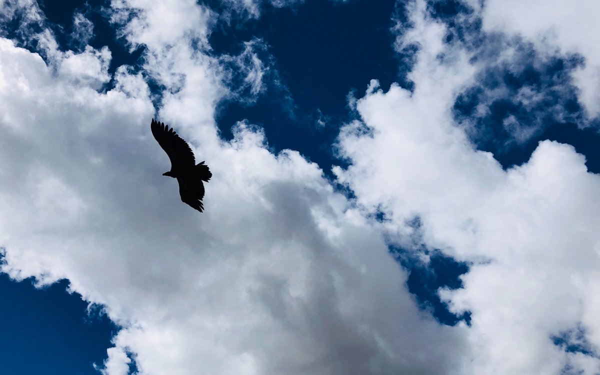 guils034163's tweet photo. [Amid the bright sky, the lark soars free, bringing cheers that echo with every beat of its wings.]， https://t.co/5dNxrOCn7U