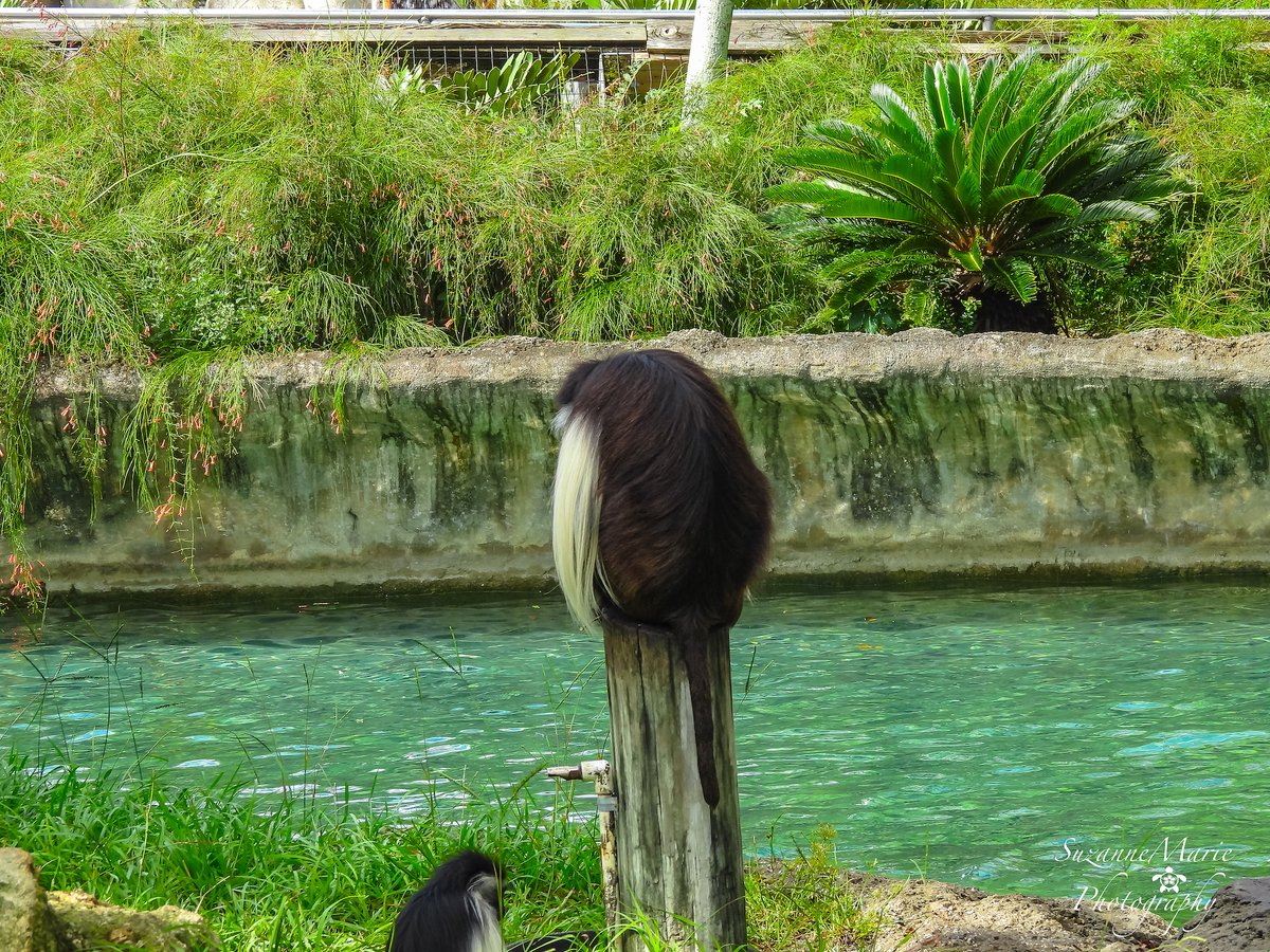 tsuzanne48's tweet photo. Colobus Monkeys
#colobusmonkey #monkey #zoo #wildlifephotography #photography #photooftheday #photographer #florida #wildlifephotographer #naturephotography #animalphotography #wildlifephoto
If you enjoy what I do, Please support me on Ko-fi!
https://t.co/0gQuT12uxv https://t.co/gr8yhpl7Zz