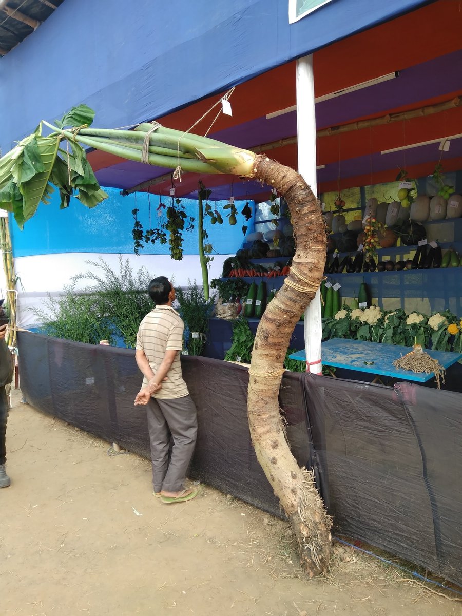 bhramar_ray's tweet photo. Agricultural exhibition . A visitor looking in in surprise .
#AlphabetChallenge
#WeekLforLookingIn https://t.co/2sixkW2WcB