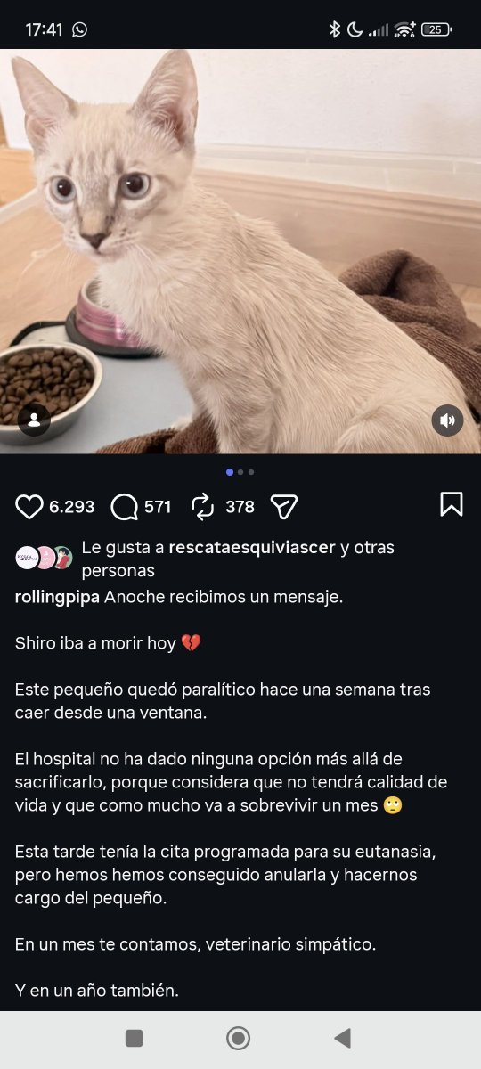 Neinei_rescue's tweet photo. Os acordáis hace un par de días cuando la energumena que me denunció por llamarle irresponsable después de que se le cayera una gata de un quinto piso y siga sin poner protecciones? 

Que os dije que ese mismo día había llegado el caso de un gato de 4 meses que había caído de un segundo y se había quedado paralítico?

Pues no lo publiqué porque llegó a mis oídos porque la dueña pidió ayuda a una asociación porque no se podía hacer cargo económicamente de la operación.... (Lo de siempre)

Bueno pues decidió eutanasiar. 

Ahora ya si puedo publicarlo porque gracias a lo que sea que cuida de algunos gatos... Una asociación se ha hecho cargo de él y le han salvado de la eutanasia.

os dejo el enlace por si les podéis ayudar.

Y nada, recordaros que por menos de 15€ puedes proteger una ventana de forma segura.

PONED PUTAS REDES.

SI SE CAEN, NO TIENEN 7 VIDAS Y NO SIEMPRE CAEN DE PIE. 

Dejad ya te estos mitos porque igual que la información salva vidas... La desinformación mata.

Ayuda para Shiro❤️‍🩹
https://t.co/5xqyNhIXGU