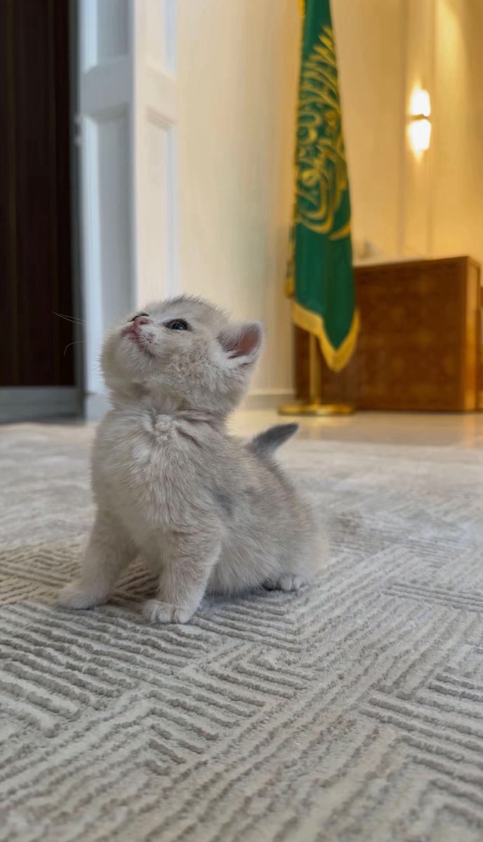 cuttee_cat's tweet photo. نفس وقفة الشموخ الوطنية من الصغر ما تغيرت 🇸🇦 https://t.co/jK0do7v3ZL