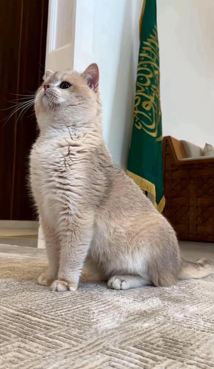 cuttee_cat's tweet photo. نفس وقفة الشموخ الوطنية من الصغر ما تغيرت 🇸🇦 https://t.co/jK0do7v3ZL