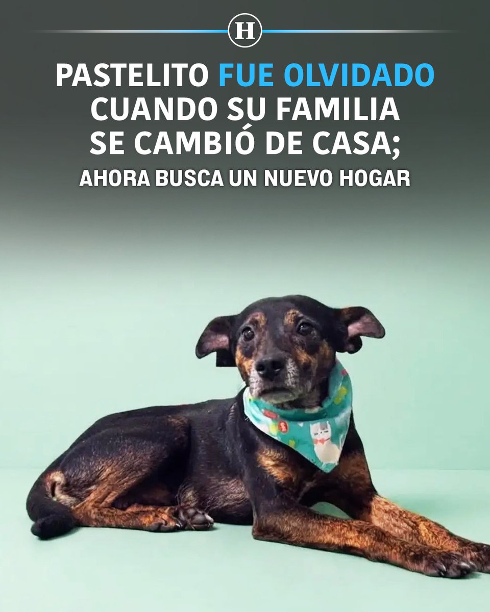 heraldodemexico's tweet photo. 🐶❤️‍🩹 Pastelito fue localizado en una vivienda de Cuautitlán Izcalli. Sus antiguos dueños se mudaron del lugar y lo dejaron abandonado junto con otro perro llamado Habanero.

A pesar de haber sido abandonado por las personas que alguna vez consideró su familia, mantiene intacta su personalidad sociable y cariñosa.

Este perrito de aproximadamente dos años de edad busca un hogar definitivo en la Ciudad de México o el área metropolitana, donde pueda recibir los cuidados y el cariño que merece.