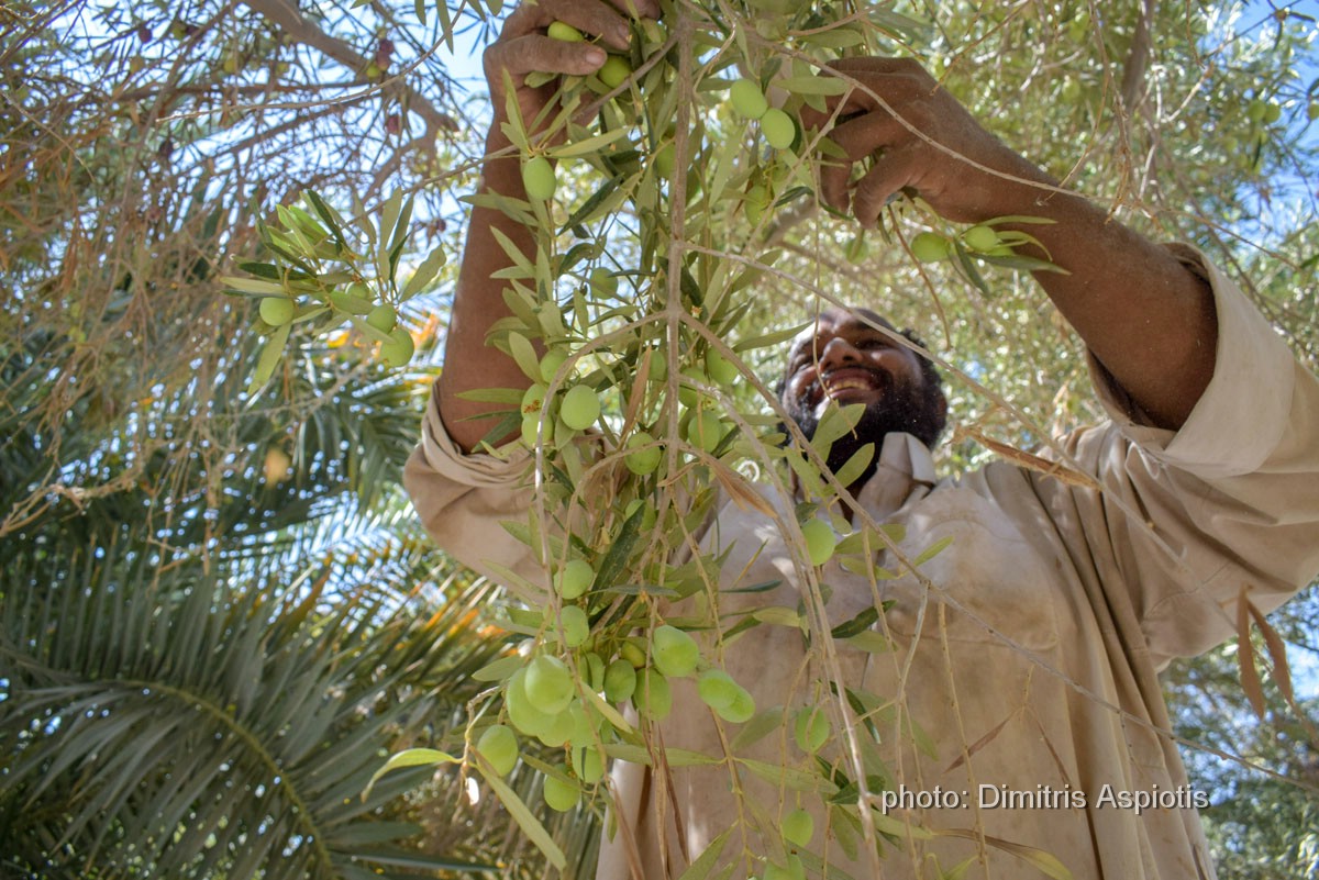siwalife's tweet photo. Olive Harvest Under the Palms 🫒🌴
Workers handpick olives during the harvest season in Egypt’s #SiwaOasis, where olive trees and date palms have shaped life in the oasis for generations.
📍 Siwa Oasis, Egypt 📸 September 2026

#Egypt #OliveHarvest #OliveOil #DesertAgriculture https://t.co/Usi4ETj94N