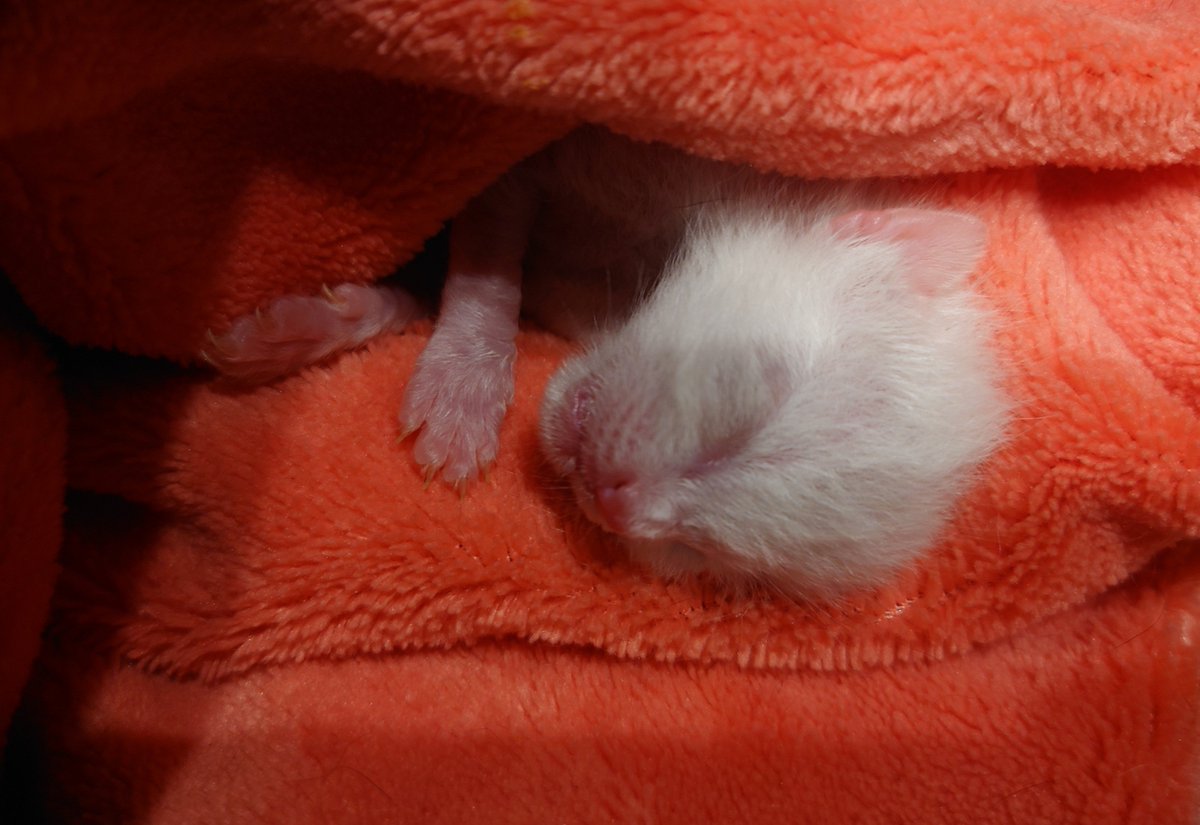 genkaichan0w0's tweet photo. 22日の夜
帰宅しておりましたら
ちいさなちいさな子猫が
道でうずくまり動けなくなっていました

58gのおもみ

2ccのミルクを
ゆっくりゆっくり

はじめてのことばかりで
毎秒祈っています

みなさまの今日にも
このこにも

どうかしあわせがたくさん訪れますように https://t.co/USAPUdrrDZ