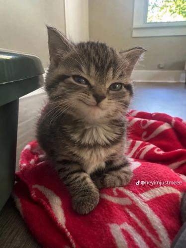TiktokDevelopor's tweet photo. This video of a cat is going GIGA viral on tiktok for giving a cheeky smirk at its owner  and people are already making hella stickers and variants for it 😭

Check For yourself: https://t.co/K9NWwAKqlI

Diffrent stickers people made hahaha https://t.co/FFTz7UKxfJ