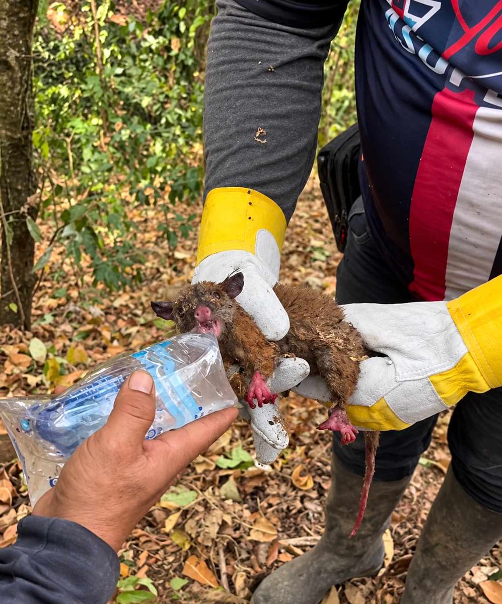 altereddie's tweet photo. Nos envían estas terribles fotos desde Prado, Tolima, donde más de 3000 hectáreas han sido consumidas por el fuego. Se necesita apoyo urgente. https://t.co/EhLJg2cN1W
