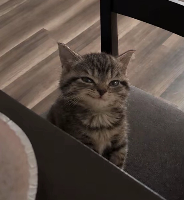 TiktokDevelopor's tweet photo. This video of a cat is going GIGA viral on tiktok for giving a cheeky smirk at its owner  and people are already making hella stickers and variants for it 😭

Check For yourself: https://t.co/K9NWwAKqlI

Diffrent stickers people made hahaha https://t.co/FFTz7UKxfJ