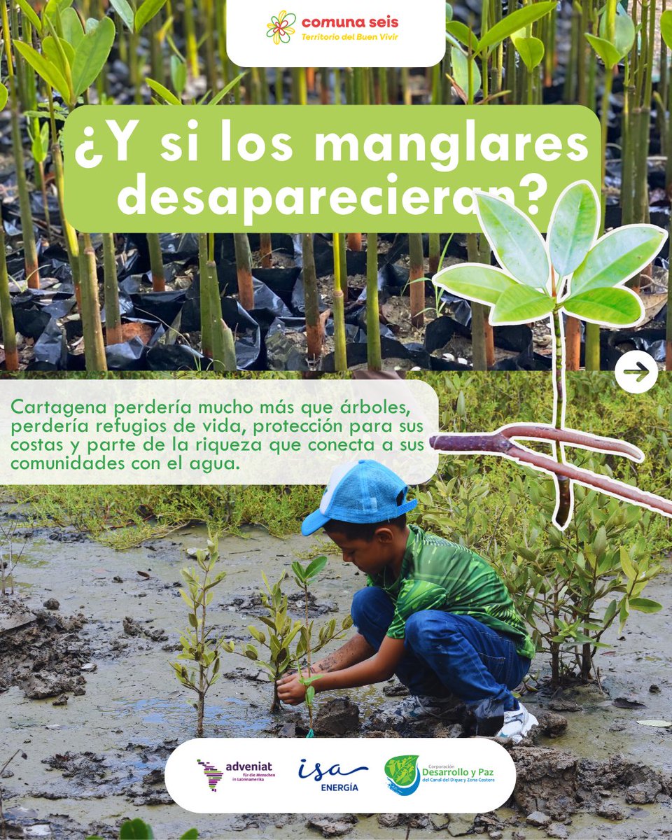 pdpdiqueco's tweet photo. Los manglares protegen nuestras costas, son refugio para numerosas especies y cumplen un papel fundamental en el equilibrio de nuestros ecosistemas. https://t.co/FakgGM7mfz