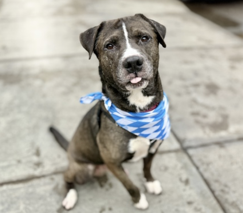 adoptadog39's tweet photo. #WillDay #dogoftheDay
This handsome boy is patiently waiting to be noticed! He is a great boy, see the notes! Social, happy, big personality 3 year old cutie.
Go get him!
#nycACC #nyc #adopt #foster #rescuedog https://t.co/uec37i35Pg