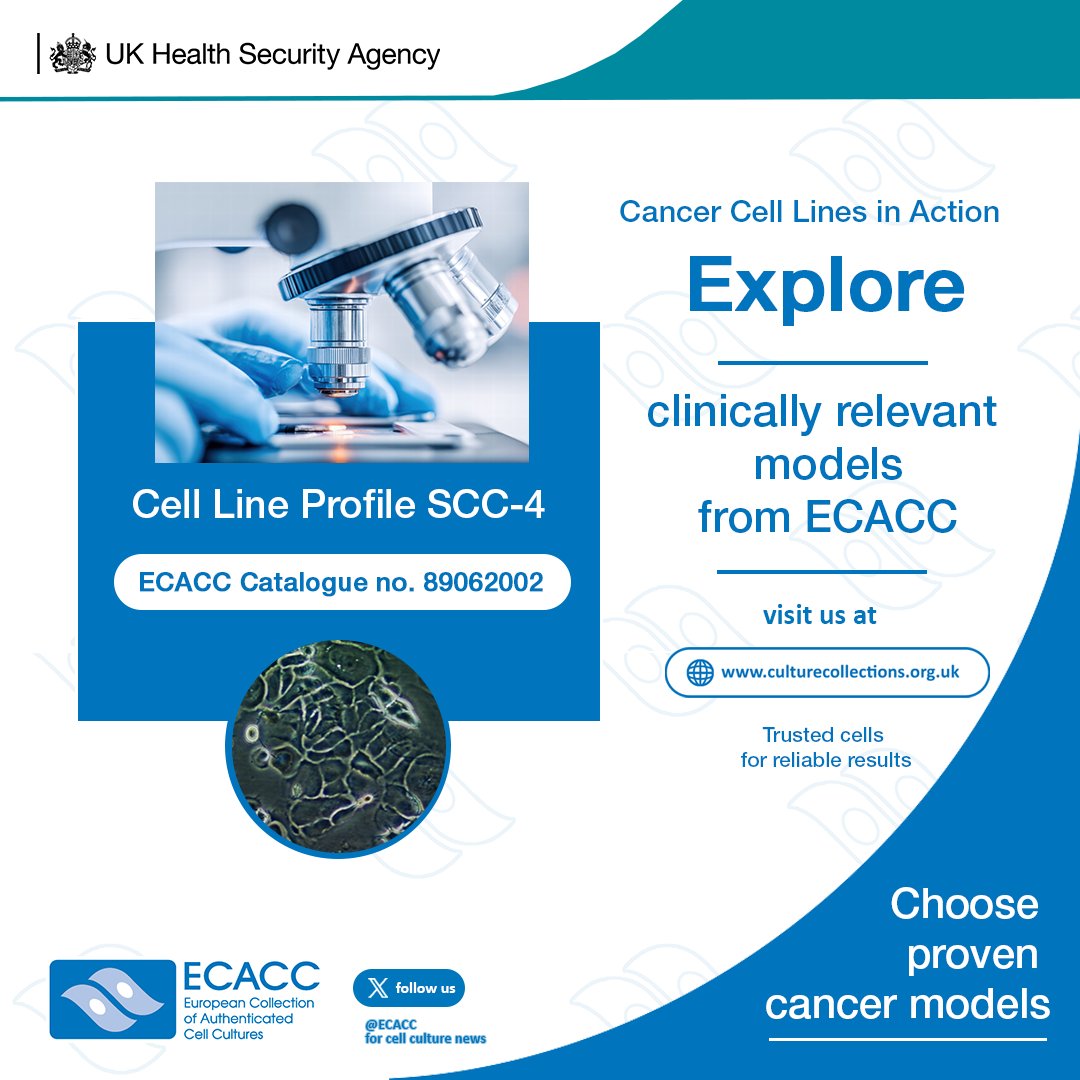 ECACC's tweet photo. A key tool in oral cancer research. Derived from a human tongue squamous cell carcinoma, this cell line is widely used to investigate cancer progression, apoptosis and treatment response. Find out more: https://t.co/0byIduKvPl #CancerResearch #CellLinesInAction #UKHSA #ECACC https://t.co/qZ2N425Jnw