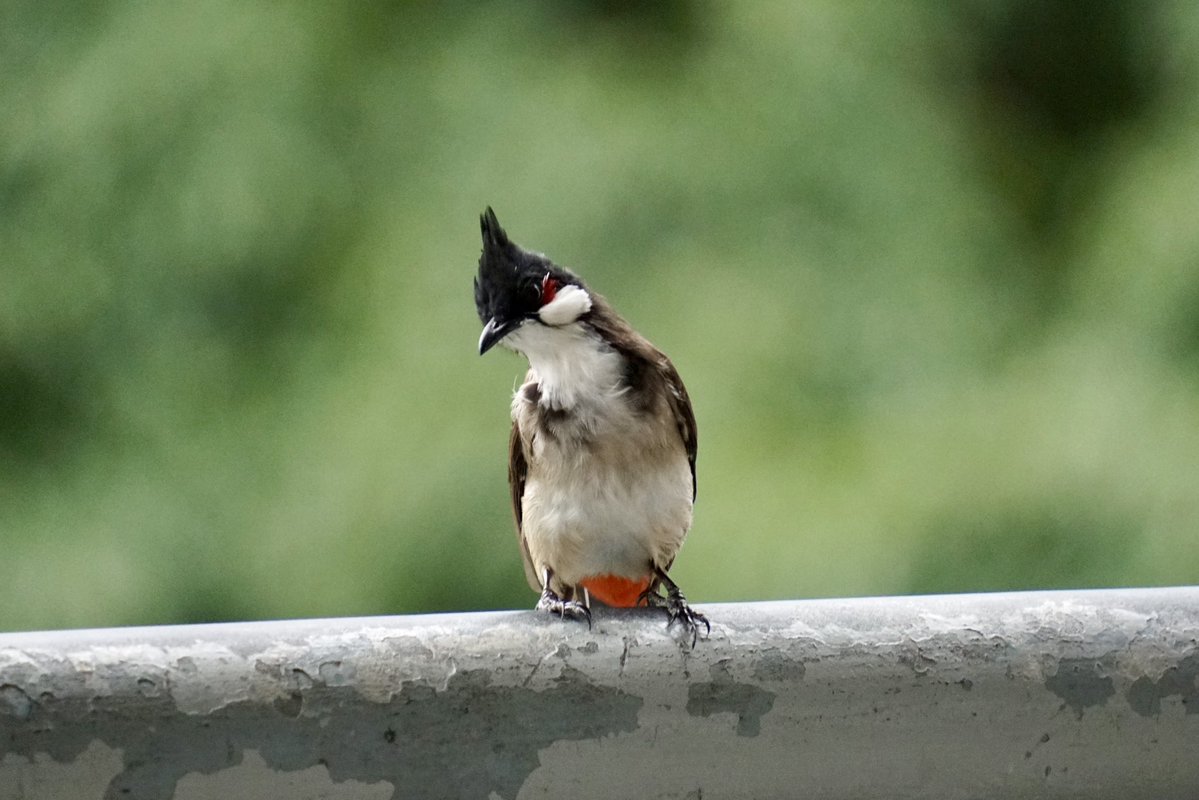 NAMELESSINSECTs's tweet photo. コウラウン
赤い可愛いほっぺが特徴的な鳥🥰
香港では普通に見られて、近くでさえずる姿を見ることができた( ｰ̀дｰ́)و https://t.co/yasqTpFXRU