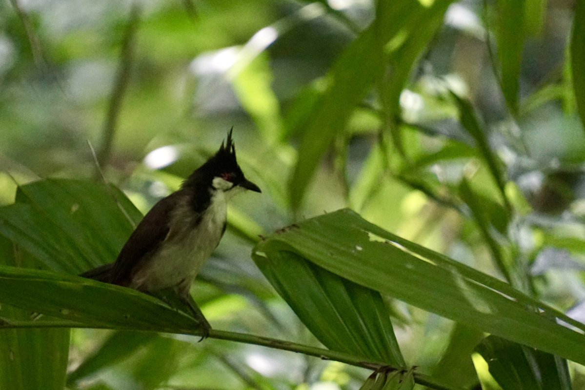 NAMELESSINSECTs's tweet photo. コウラウン
赤い可愛いほっぺが特徴的な鳥🥰
香港では普通に見られて、近くでさえずる姿を見ることができた( ｰ̀дｰ́)و https://t.co/yasqTpFXRU