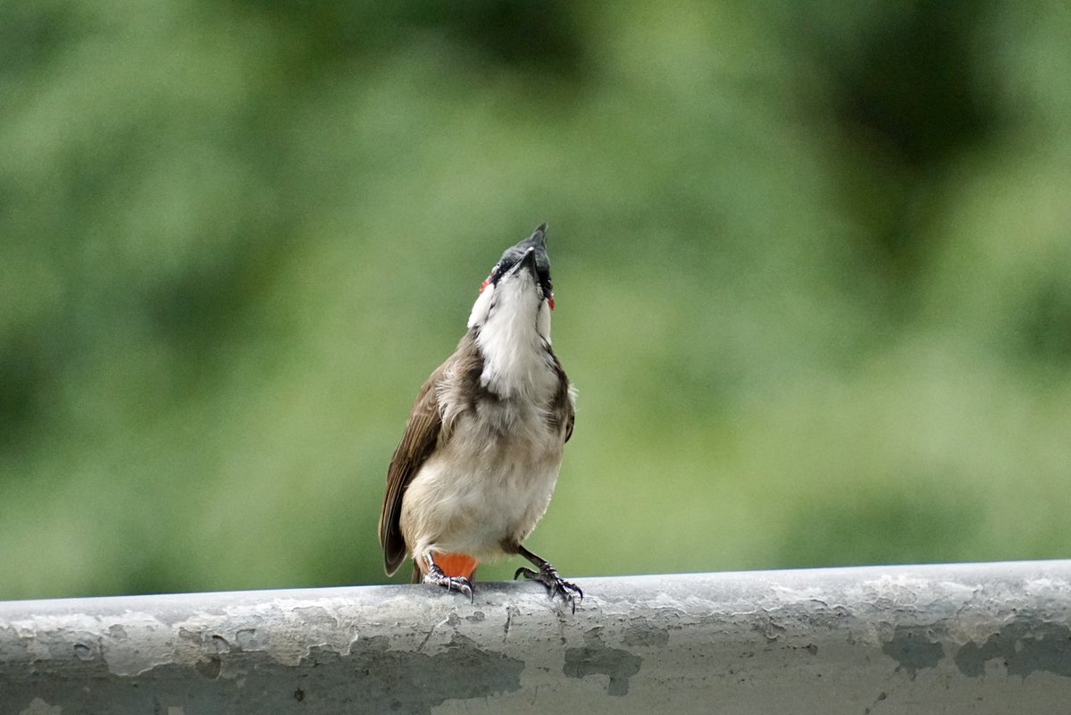 NAMELESSINSECTs's tweet photo. コウラウン
赤い可愛いほっぺが特徴的な鳥🥰
香港では普通に見られて、近くでさえずる姿を見ることができた( ｰ̀дｰ́)و https://t.co/yasqTpFXRU
